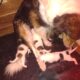 6 Rough Collie Puppies