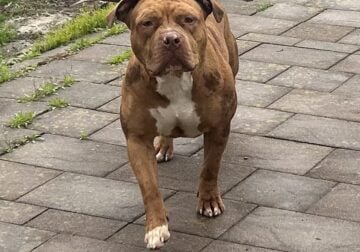 Merle female