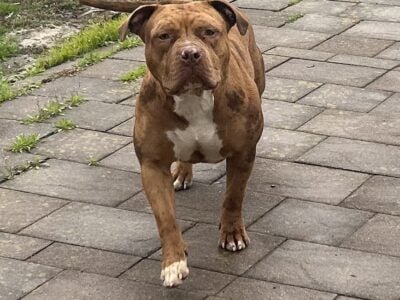 Merle female