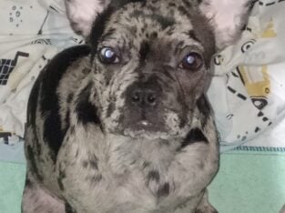 Cookie the Blue Merle Frenchie