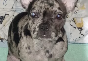 Cookie the Blue Merle Frenchie