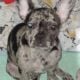 Cookie the Blue Merle Frenchie