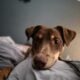 Sweet Aussie Mix Needs a Loving Home