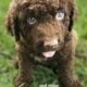 Chesapeake Bay Retriever puppies