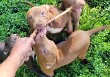 Pitbull puppies