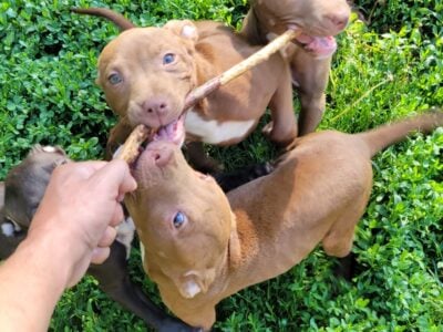 Pitbull puppies