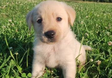 Pure Bred Yellow Labrador Male Puppy 1 of 2