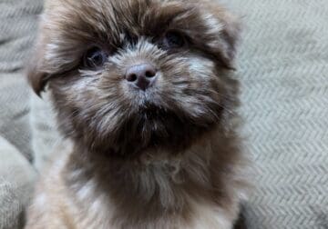 Shih Tzu F1