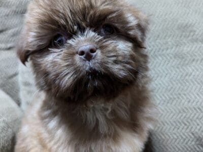 Shih Tzu F1
