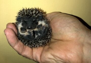 Pedigreed Hedgehog Babies from Registered Breeder
