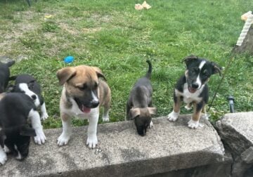 5 puppies LEFT