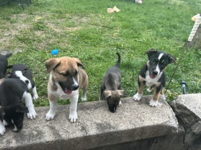 5 puppies LEFT