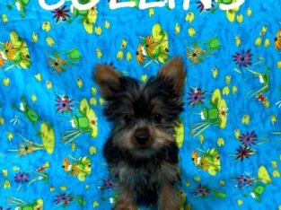 Collins Male Yorkie Poo Puppy