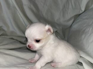 Chico