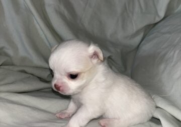 Chico