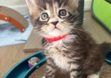Maine Coon Kittens