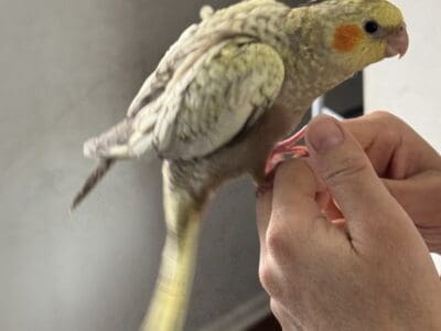 Cocktail birds for sale
