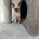 Canadian Sphinx