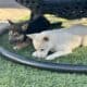 Shiba Inu Puppy For Sale – White Male