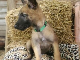Belgian Malinois puppy