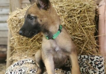 Belgian Malinois puppy