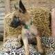 Belgian Malinois puppy