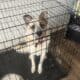 Great Pyrenees and Australian Cattle Dog Mix Puppy