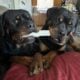 Rottweiler Puppies