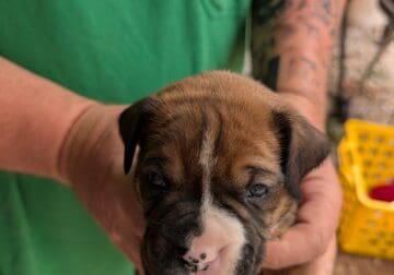 Boxer puppies