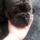 Stud Frenchbulldog