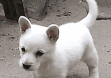 Poodle/Husky/terrier mix