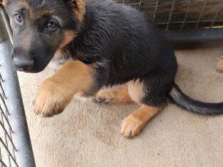 GERMAN SHEPHERDS