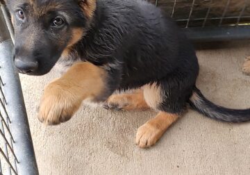 GERMAN SHEPHERDS