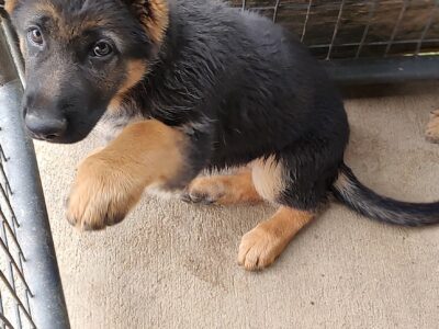 GERMAN SHEPHERDS