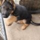 GERMAN SHEPHERDS