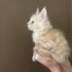Orange Tabby Maine Coon