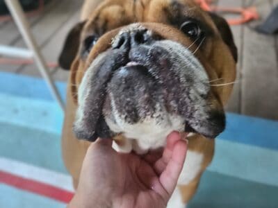 English Bulldog