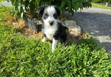 Daisy – Micro/Toy Australian Shepherd