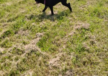 Italian Daniff , female, 4 months old registered,