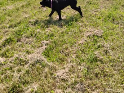 Italian Daniff , female, 4 months old registered,