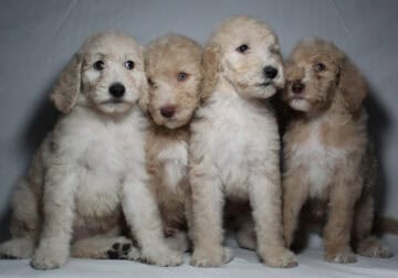 GOLDENDOODLES F1BB 💕