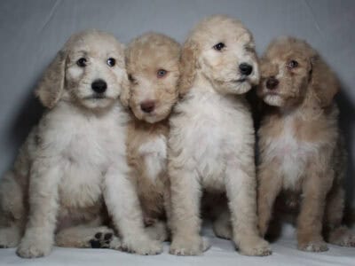 GOLDENDOODLES F1BB 💕
