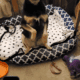 Sweet, smart dog looking for new home.