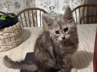 Bingo Maine Coon Kitten