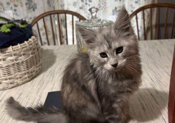 Bingo Maine Coon Kitten
