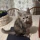 Bingo Maine Coon Kitten