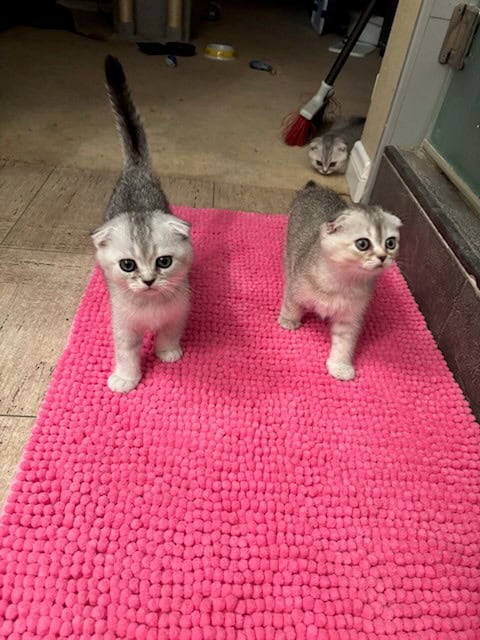 Scottish Fold & Straight Kittens (GREEN EYES) image 3
