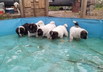 American Akita Puppies