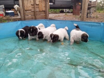 American Akita Puppies
