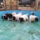 American Akita Puppies